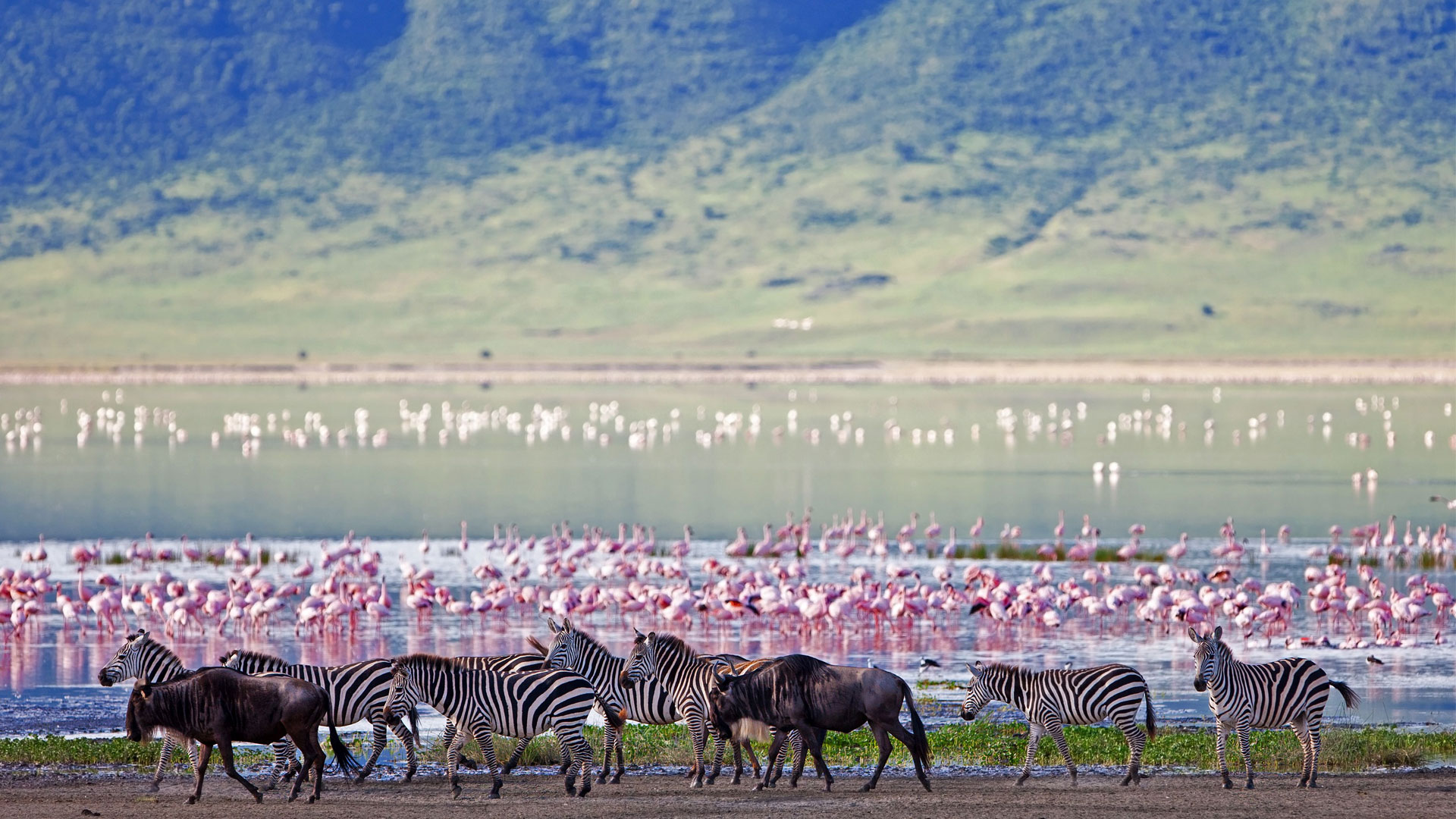 Ngorongoro to Arusha and Departure.