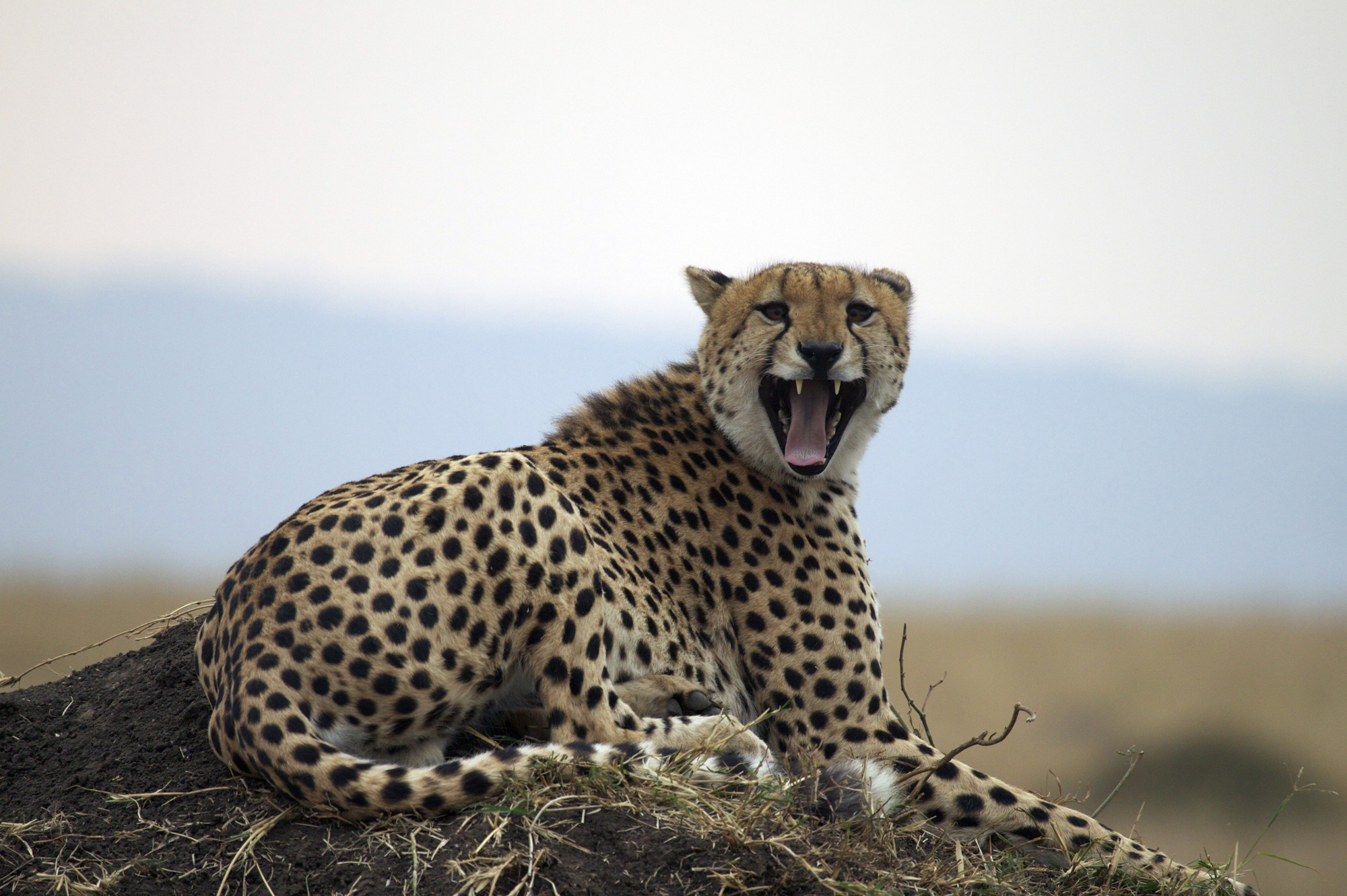 Seizing the Opportunity: An East African Safari with Kenya, Tanzania, Uganda, Rwanda and Zanzibar – If Extra Time Off Comes Calling...!