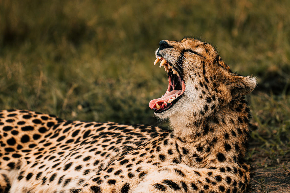 Discover Tanzania with Tio Tours & Travel.