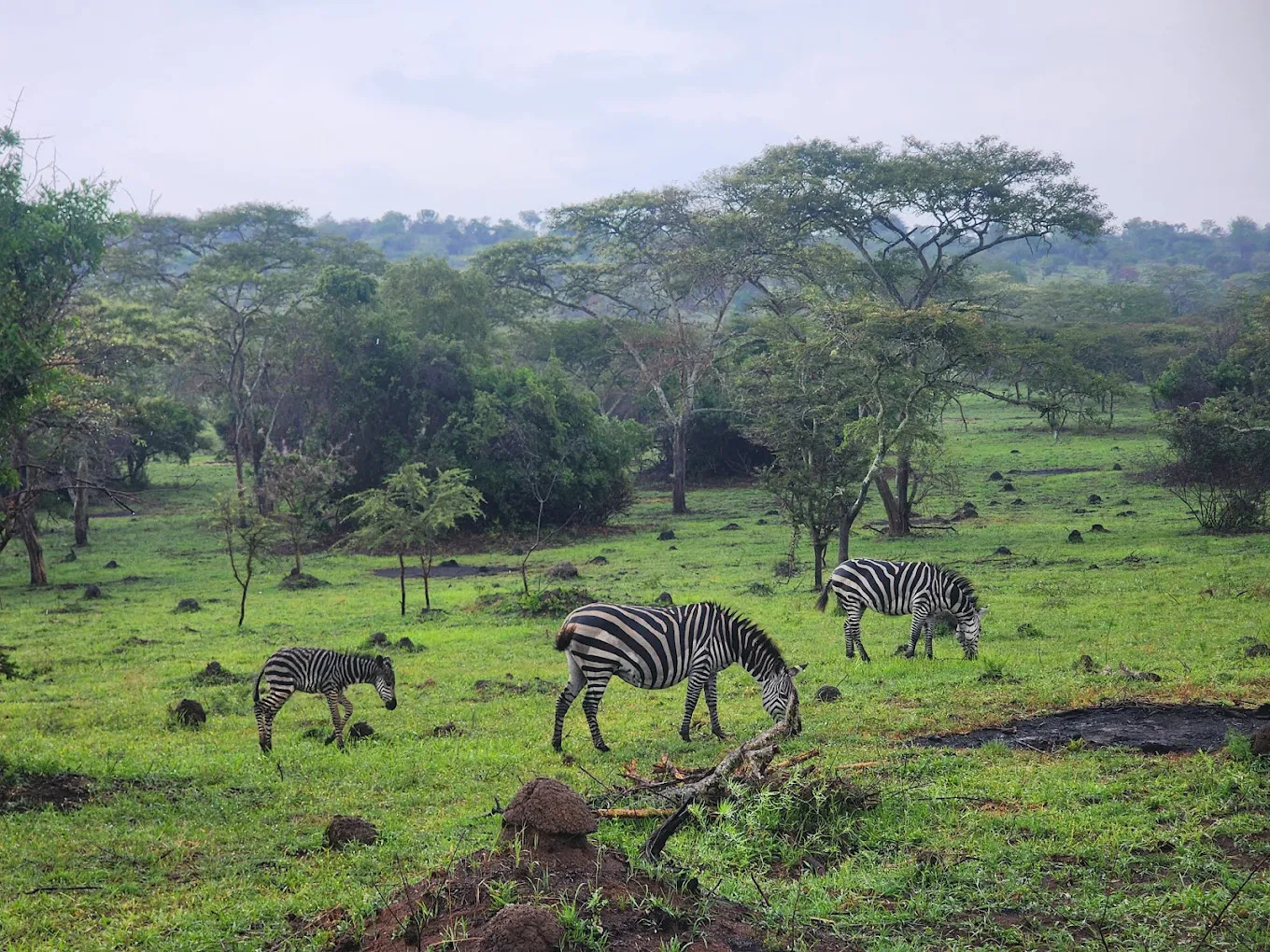 Days 4–5: Lake Mburo National Park – Nature & Craft Encounters.