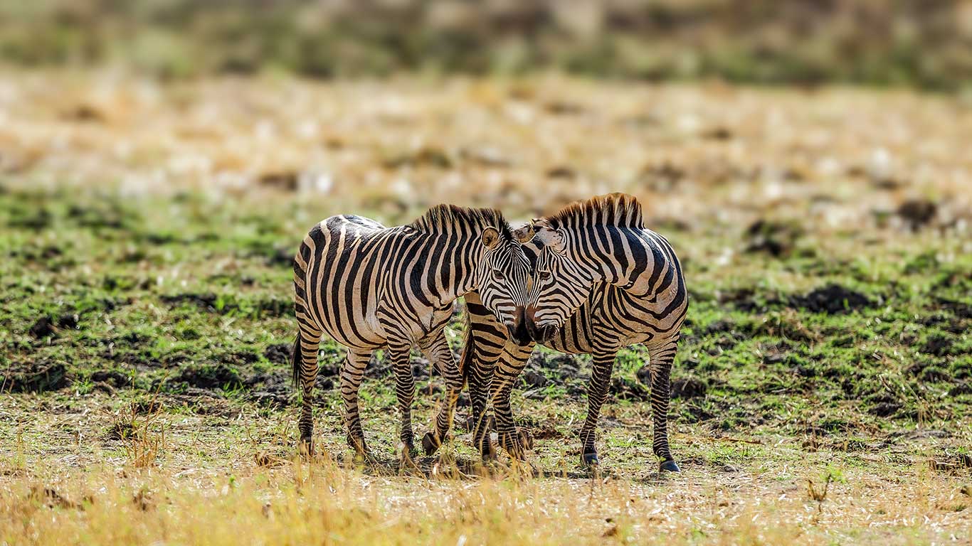 Happy New Year 2026: A New Chapter of Exceptional Travel with TIO Tours & Travel...!