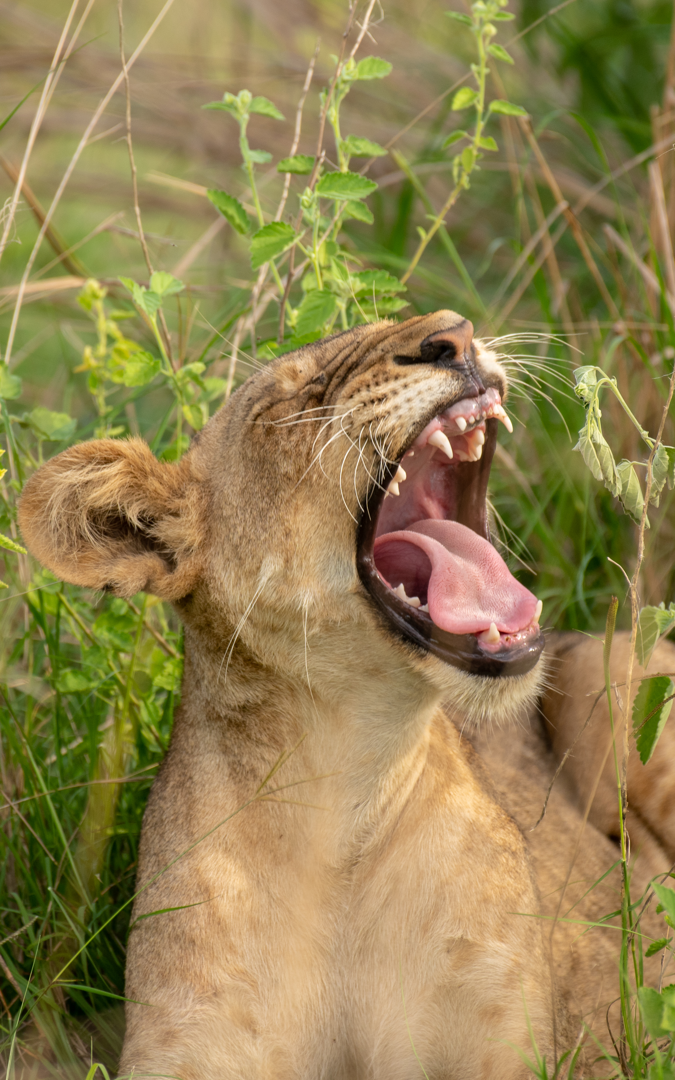 GAME DRIVE  AND BOAT CRUISE.