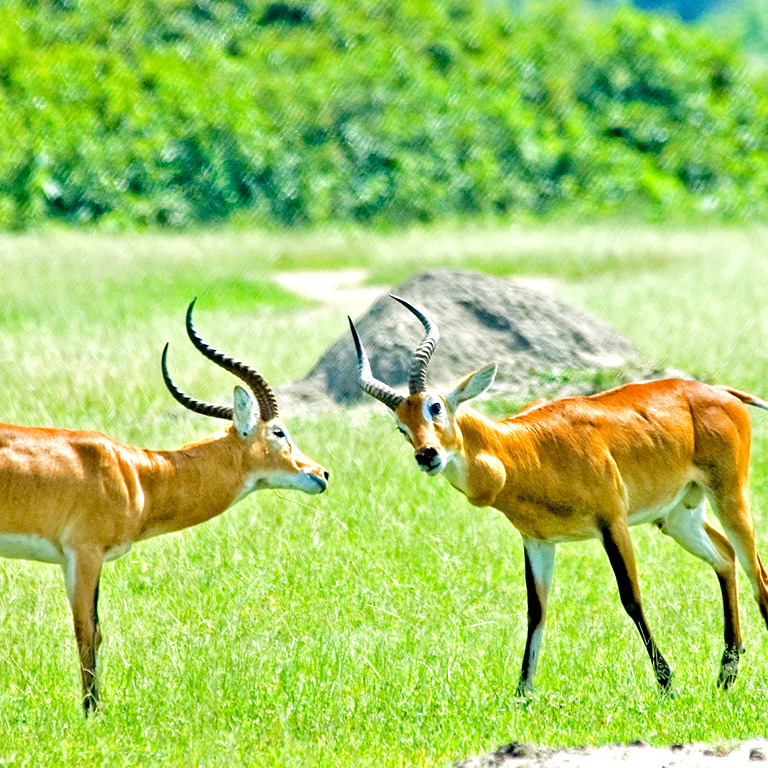 VISIT LAKE KATWE AND TRANSFER TO ENTEBBE.