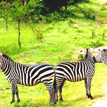 GAME DRIVE AND TRANSFER TO QUEEN ELIZABETH NATIONAL PARK.