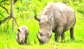 TRANSFER TO MURCHISON FALLS NATIONAL PARK