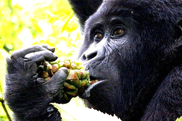 GORILLA TREKKING AND BATWA ENCOUNTER.