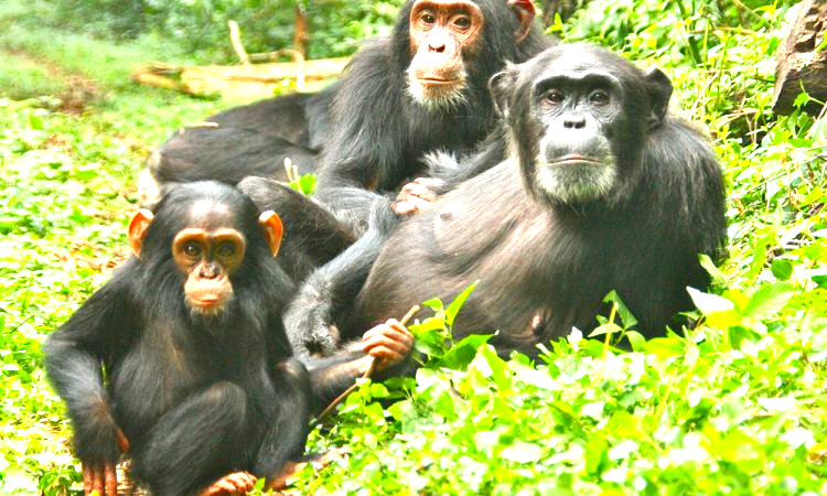 CHIMPANZEE TRACKING.