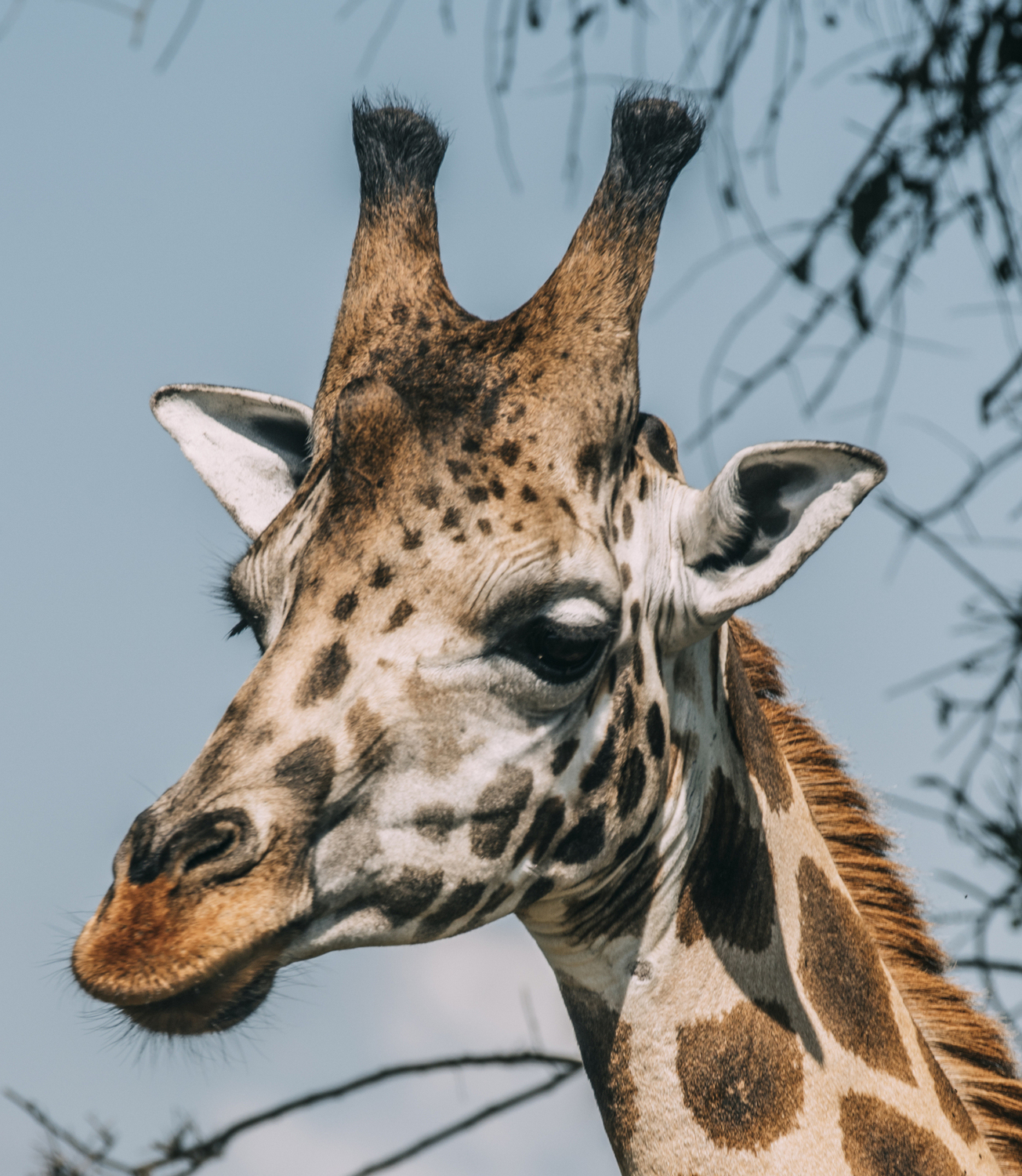 TRANSFER TO MURCHISON FALLS NATIONAL PARK.