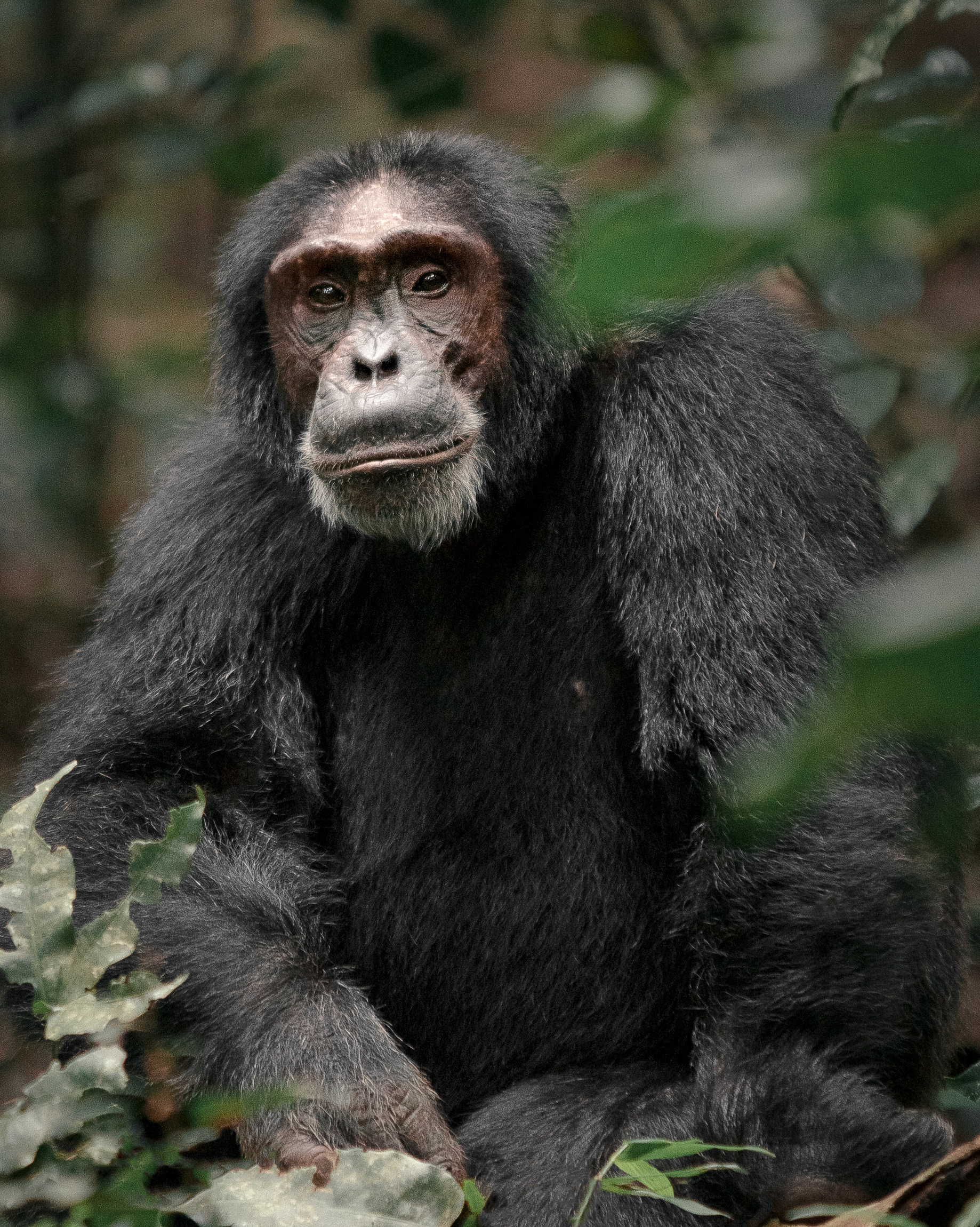 TRANSFER TO KIBALE NATIONAL PARK.