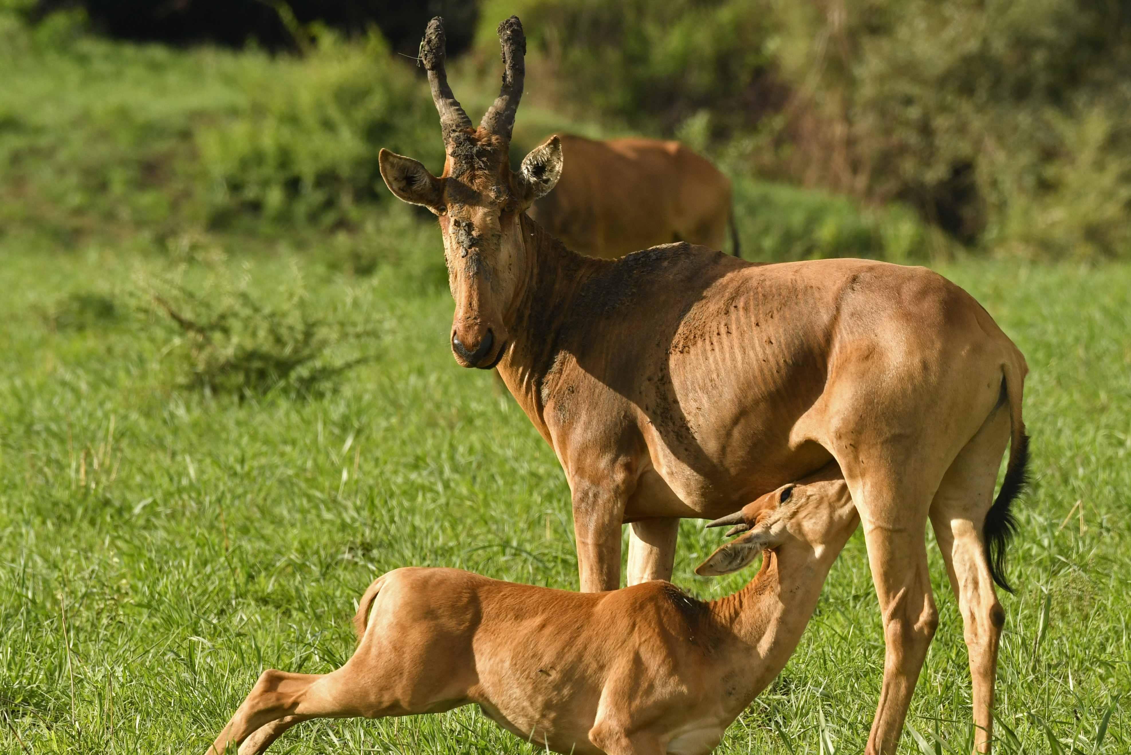 TRANSFER TO MURCHISON FALLS NATIONAL PARK.