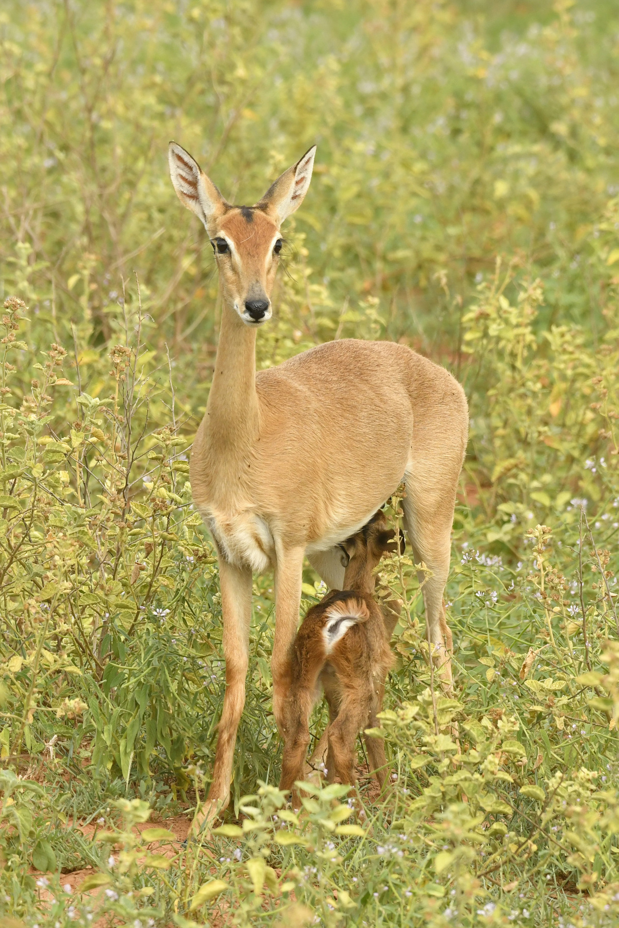 TRANSFER TO QUEEN ELIZABETH NATIONAL PARK - BOAT CRUISE