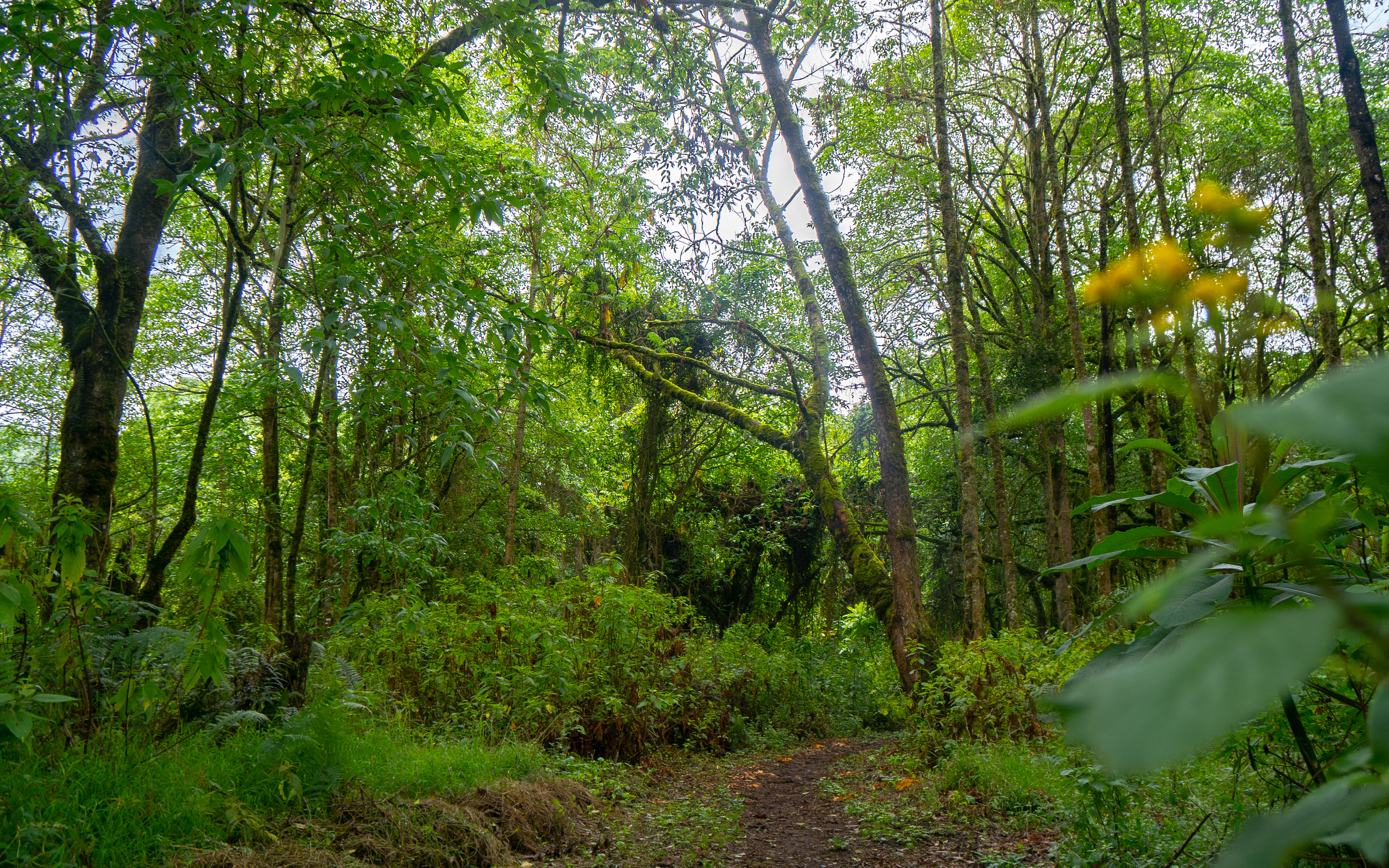 Kijeri camp - Mawongogo cave camp.