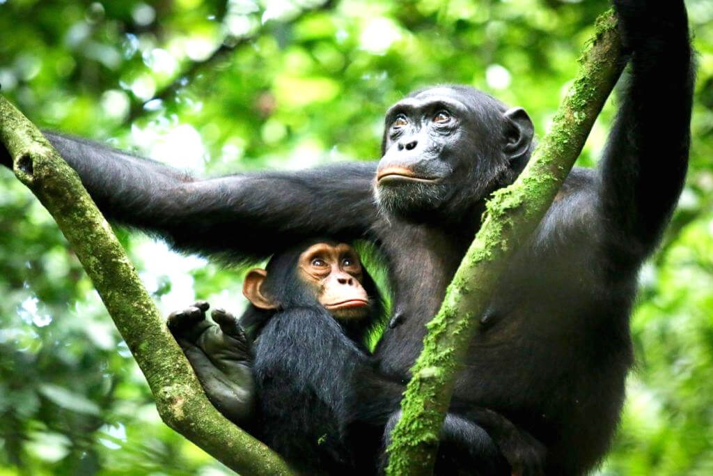 Chimpanzi tracking and Bigodi swamp walk.