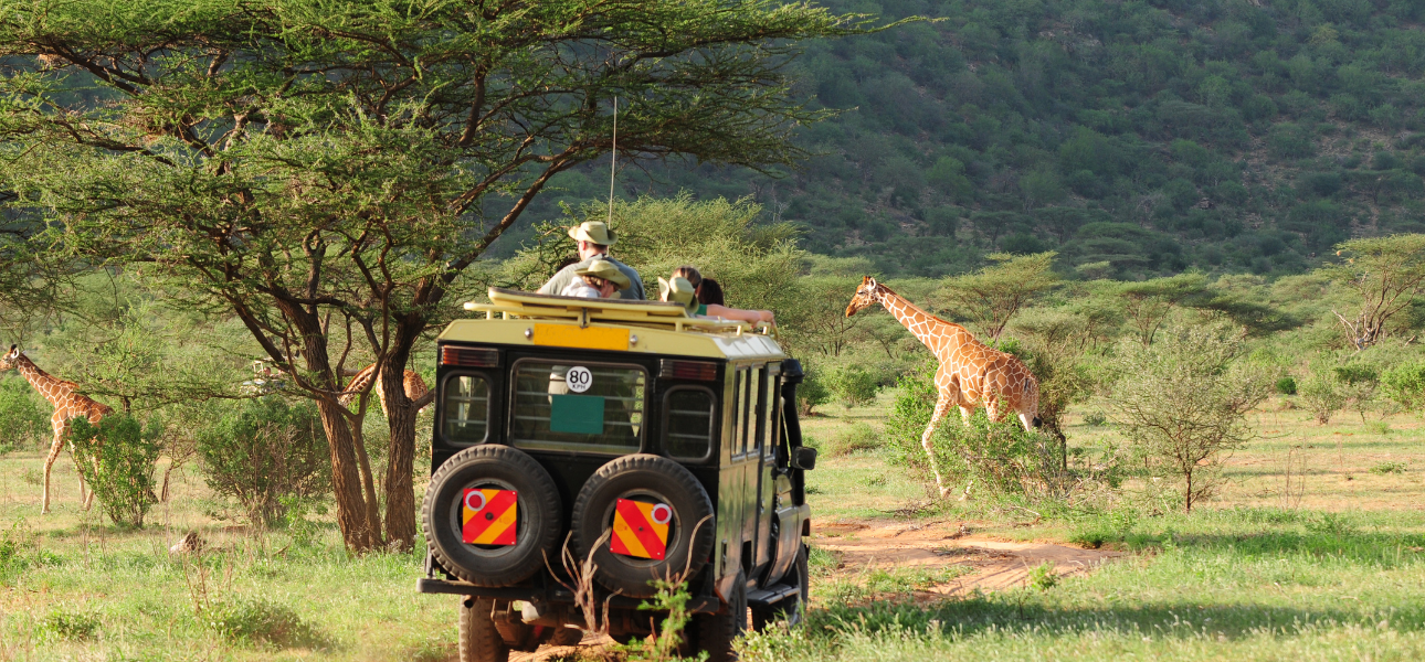 Beginner's Guide to Safari: Essential Tips for Your First Trip