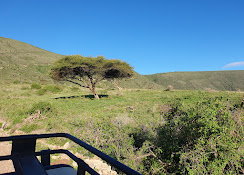 Serengeti → Ngorongoro Crater.