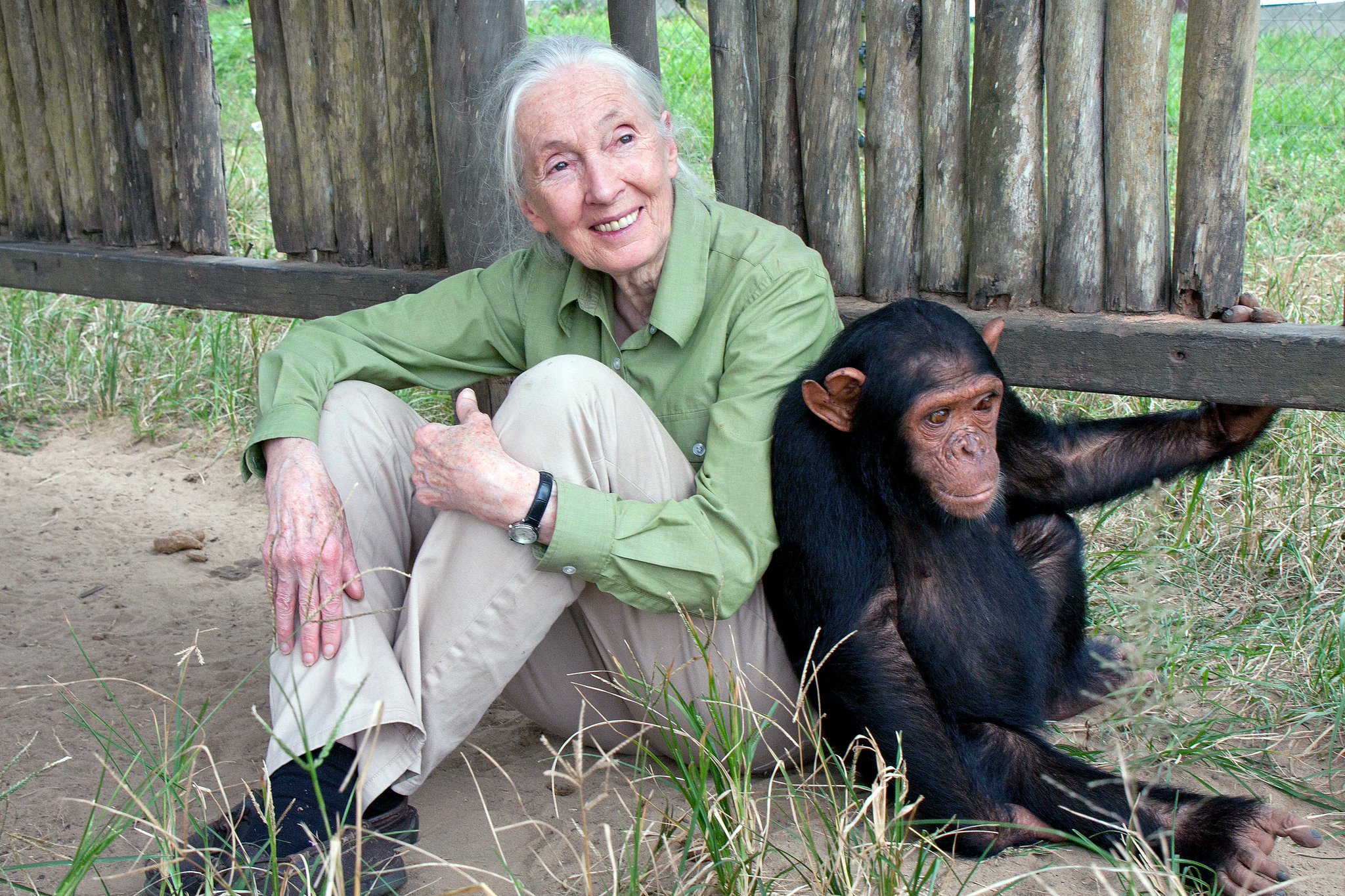 Jane Goodall: A Legacy of Scientific Discovery and Global Stewardship...