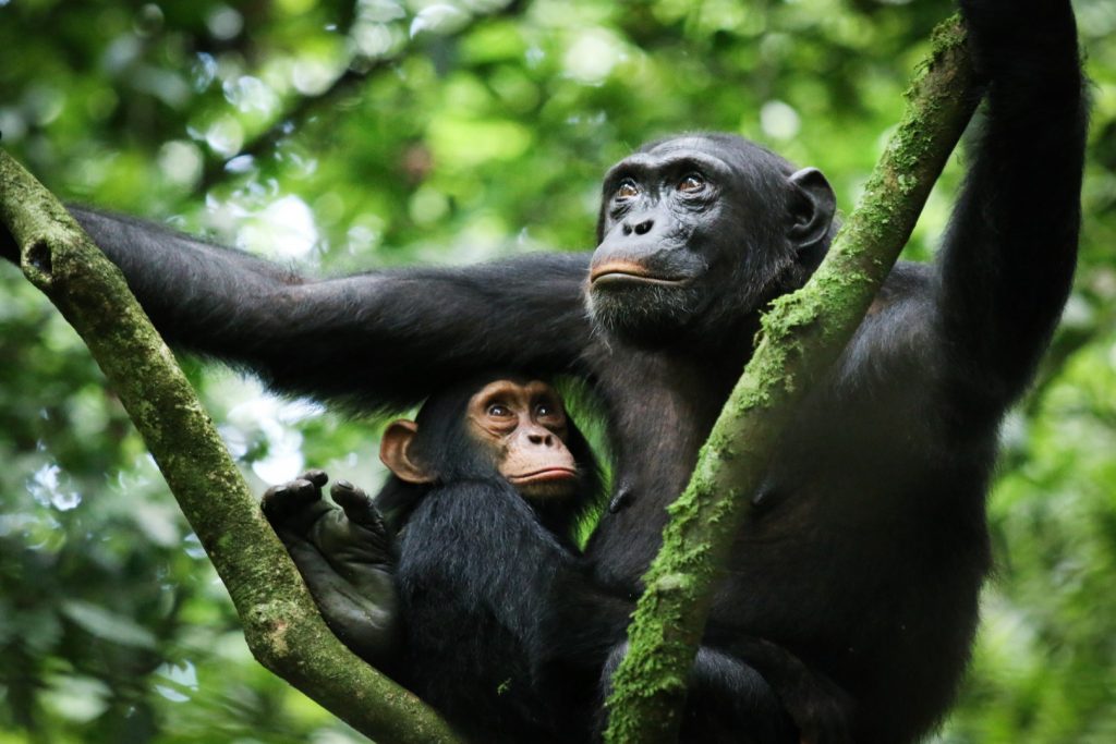 Chimpanzee Tracking & Community Visit.