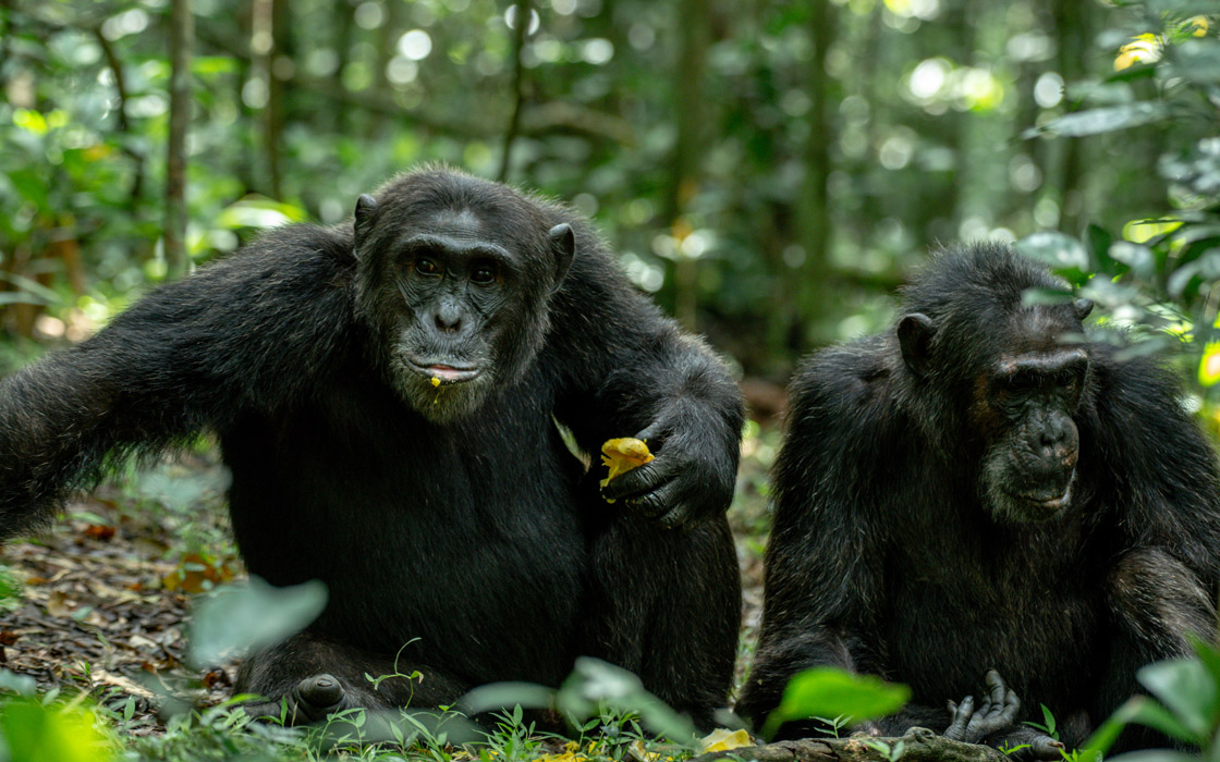 Entebbe → Kibale Forest National Park (Approx. 6 hrs drive)