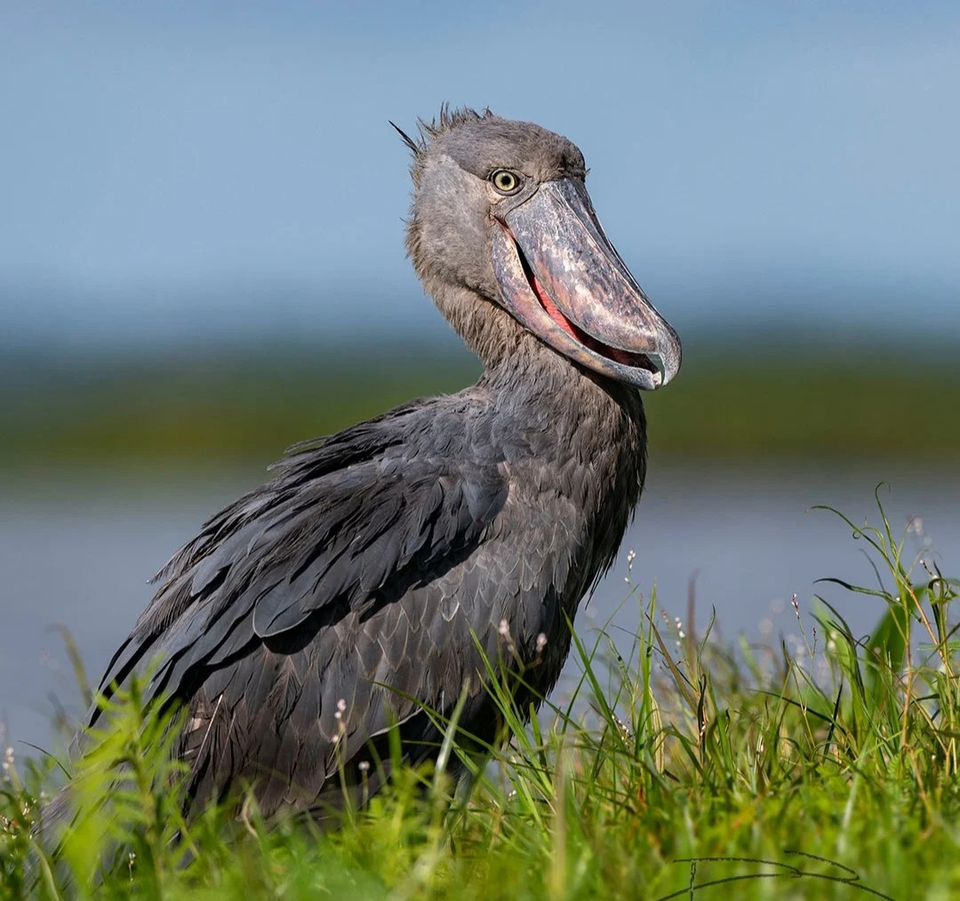 Shoebill Watching Experience at Mabamba Wetland – Discover Uganda’s Rare Birding Treasure...