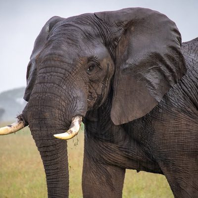 Why Time in the African Wilderness Continues to Draw Us In...!